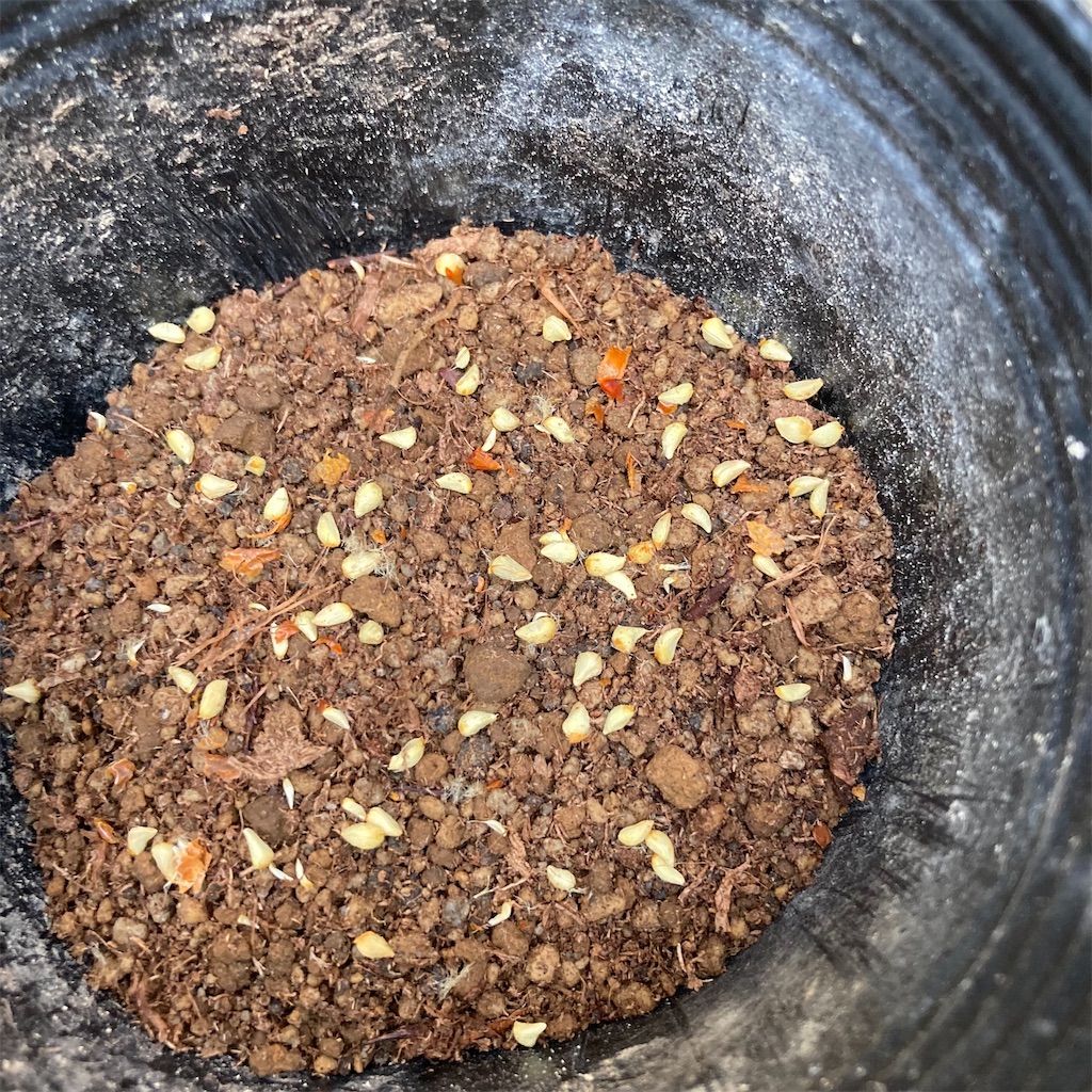 f:id:rotling:20211214184837j:image