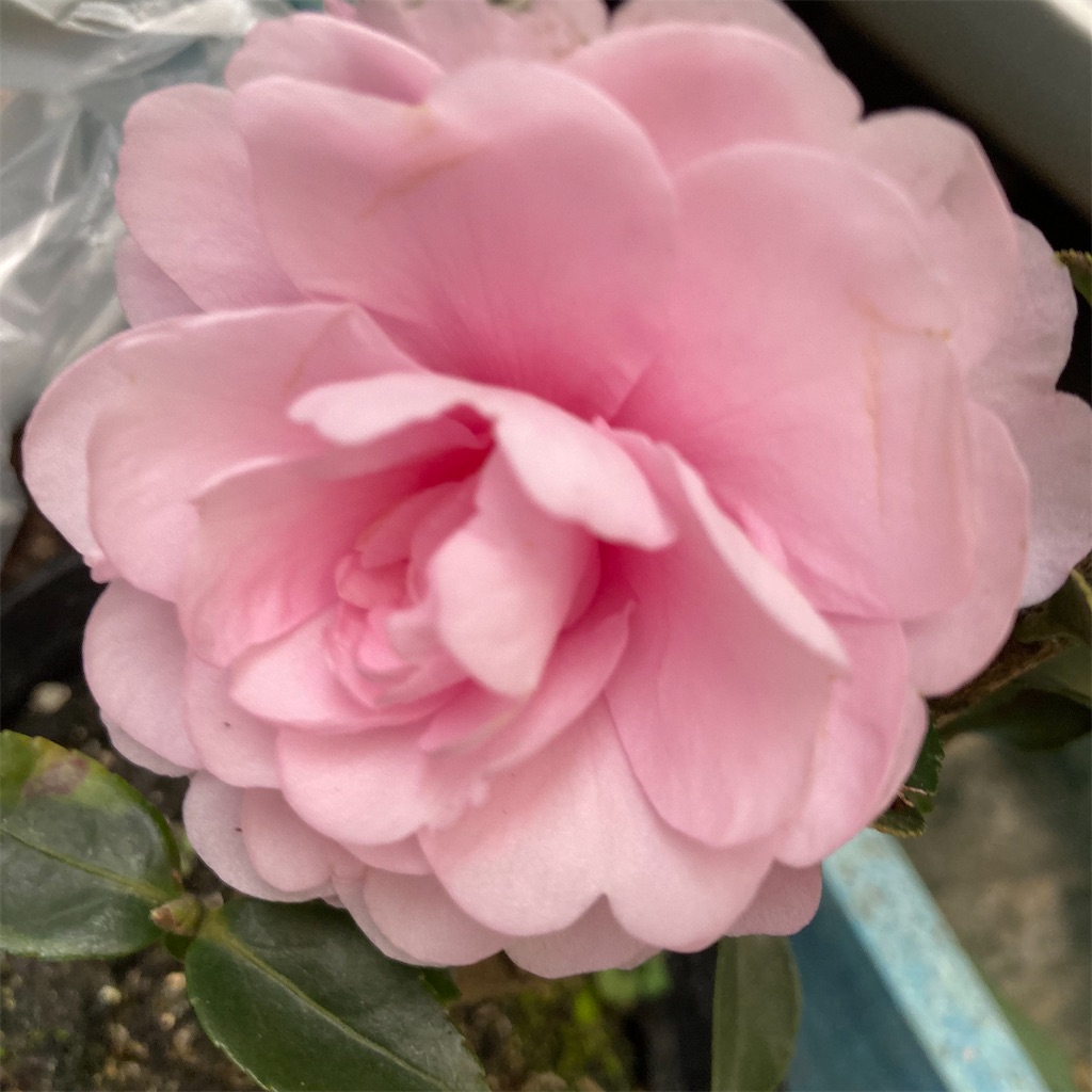 f:id:rotling:20211218151510j:image