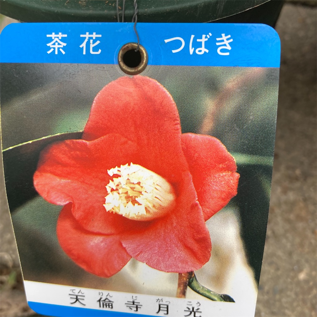 f:id:rotling:20211218151630j:image