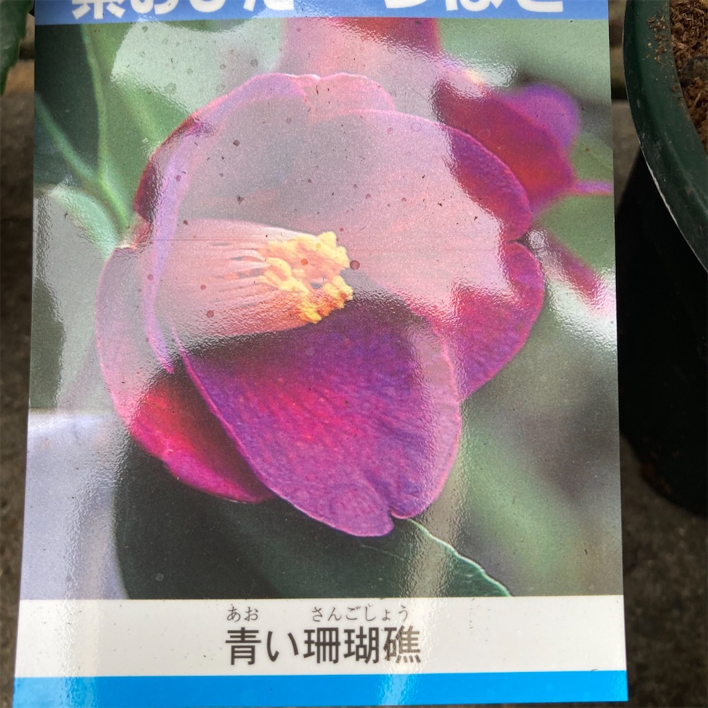 f:id:rotling:20211218151636j:image
