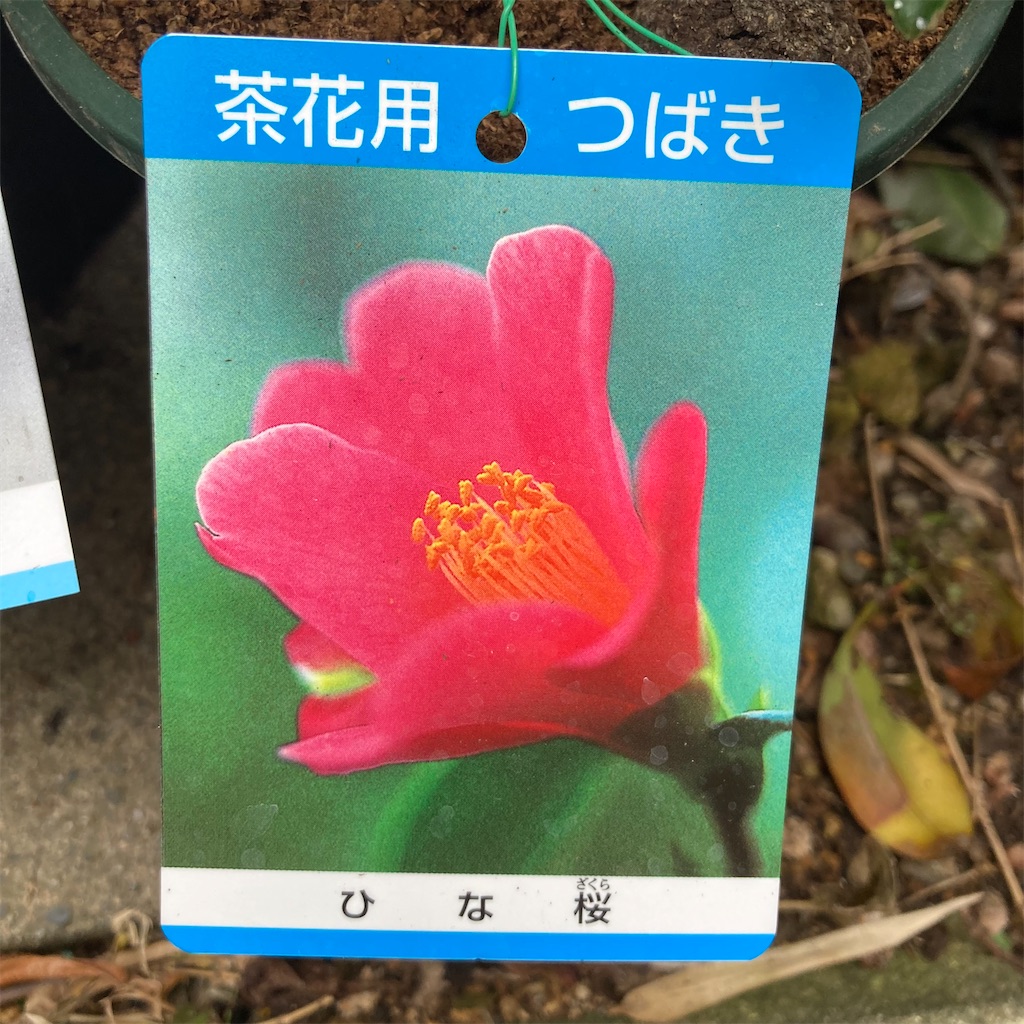 f:id:rotling:20211218151638j:image