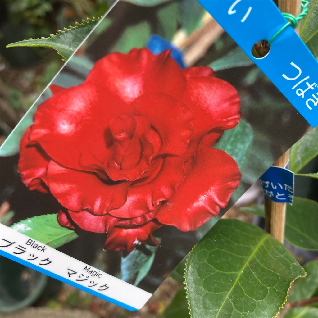 f:id:rotling:20211218151723j:image