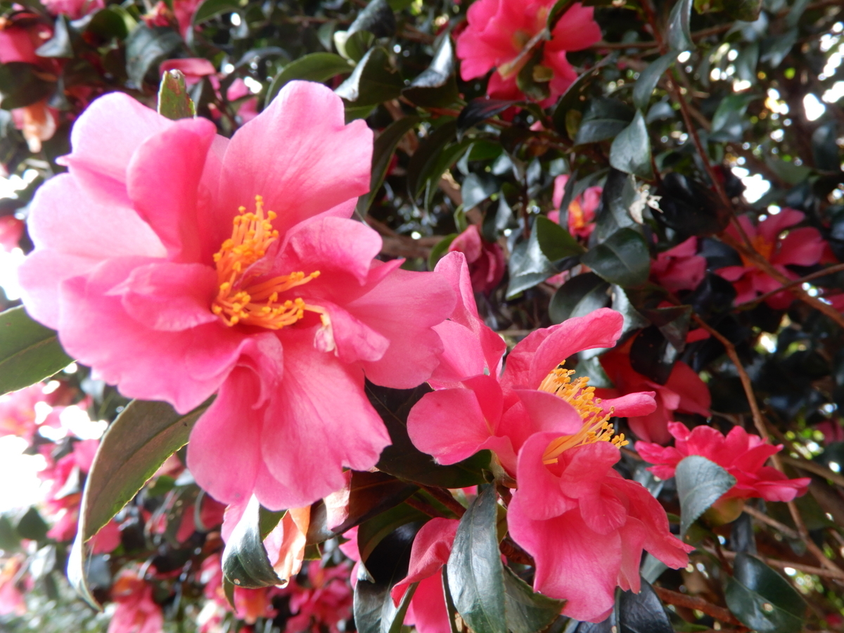 f:id:rotling:20211227215329j:plain