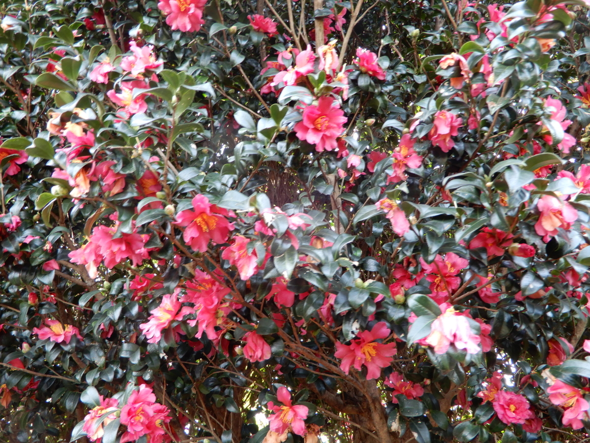 f:id:rotling:20211227215415j:plain