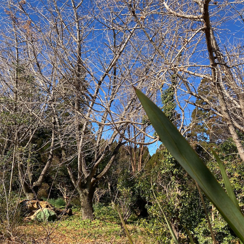 f:id:rotling:20220102215149j:image