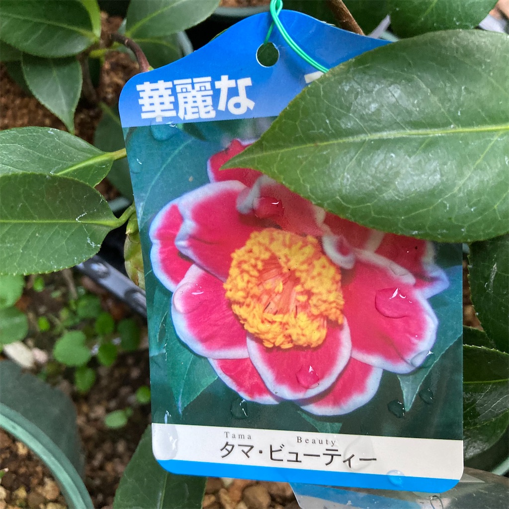 f:id:rotling:20220105165304j:image