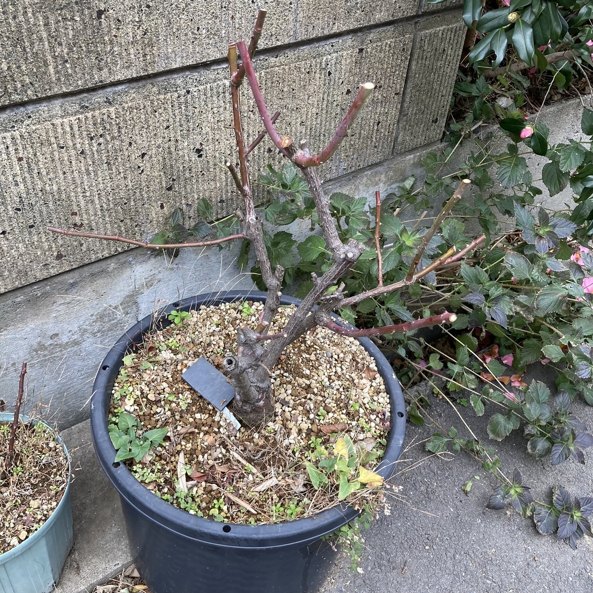 f:id:rotling:20220111205353j:plain