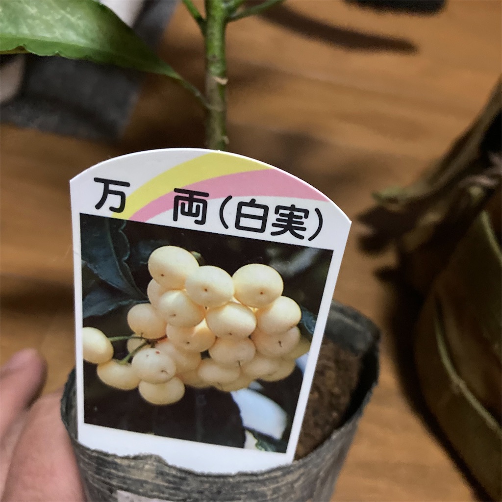 f:id:rotling:20220211194527j:image