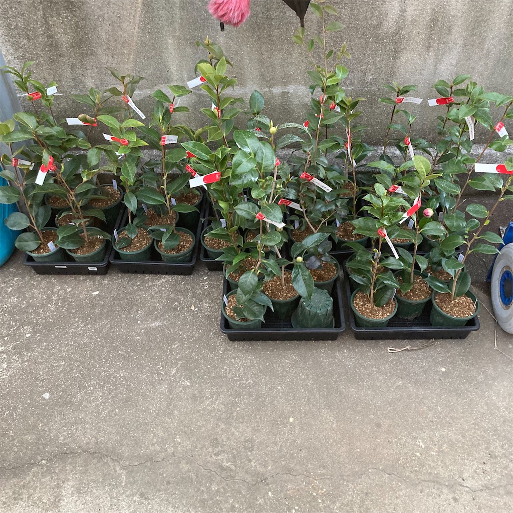 f:id:rotling:20220226191020j:image f:id:rotling:20220226191020j:image