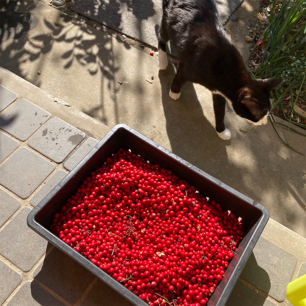 f:id:rotling:20220228112819j:image