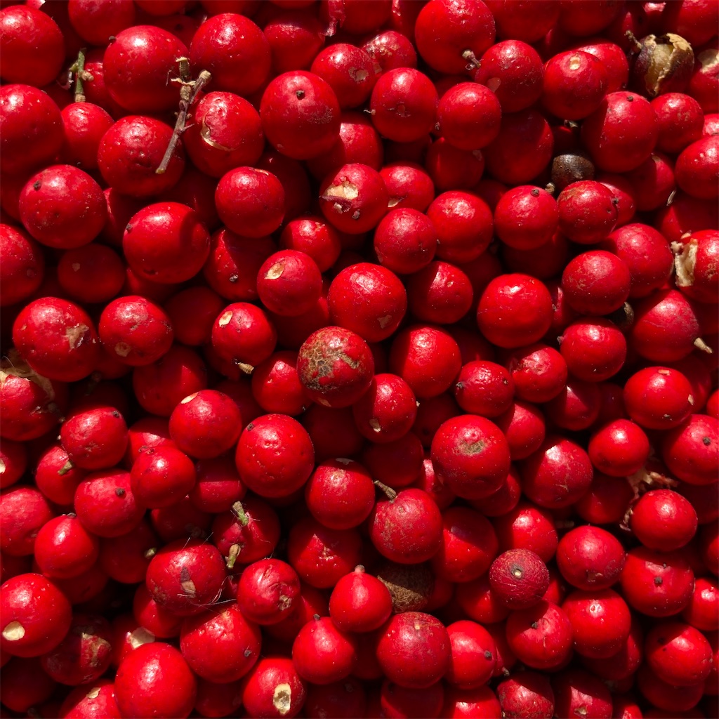 f:id:rotling:20220228112831j:image