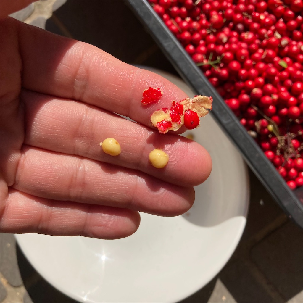 f:id:rotling:20220228112835j:image