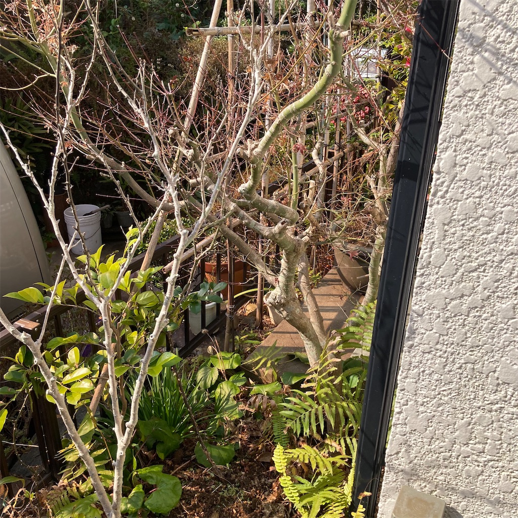 f:id:rotling:20220303151504j:image