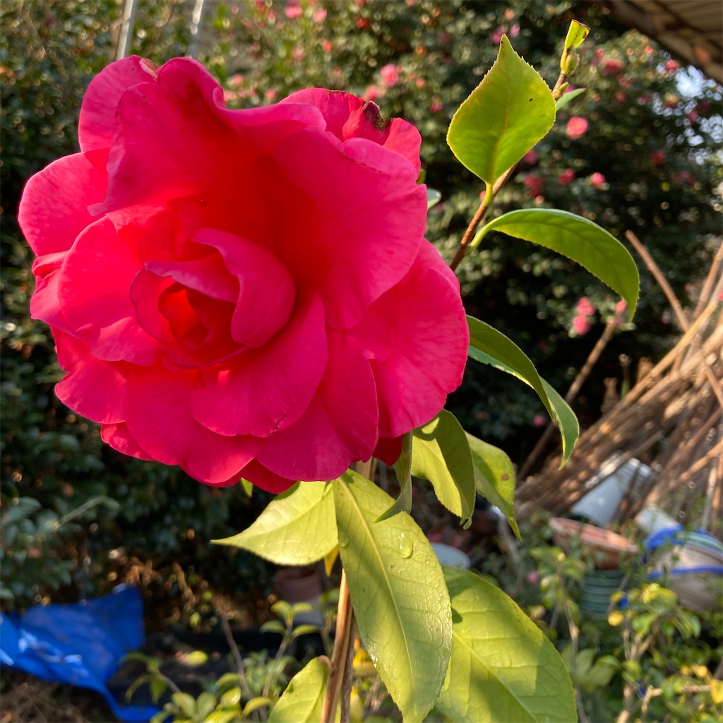 f:id:rotling:20220309100834j:image