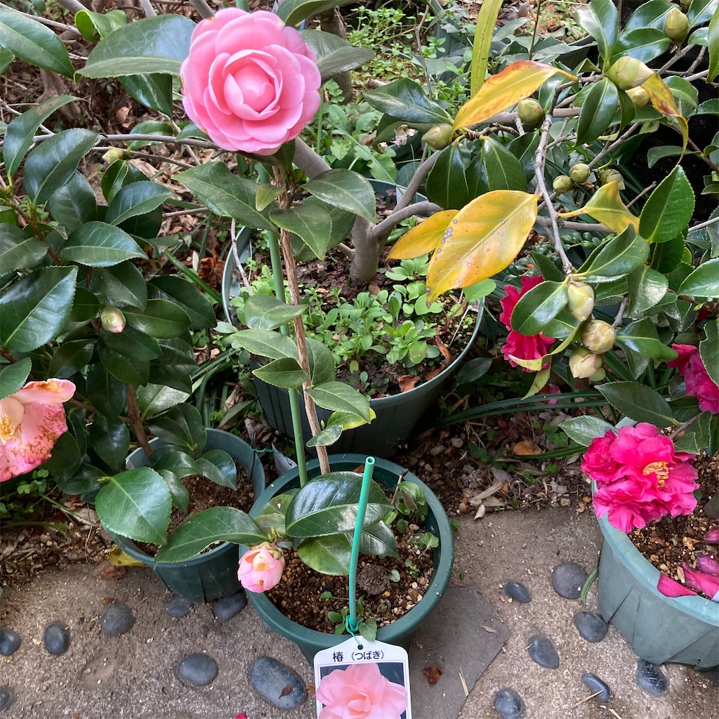 f:id:rotling:20220311203743j:image