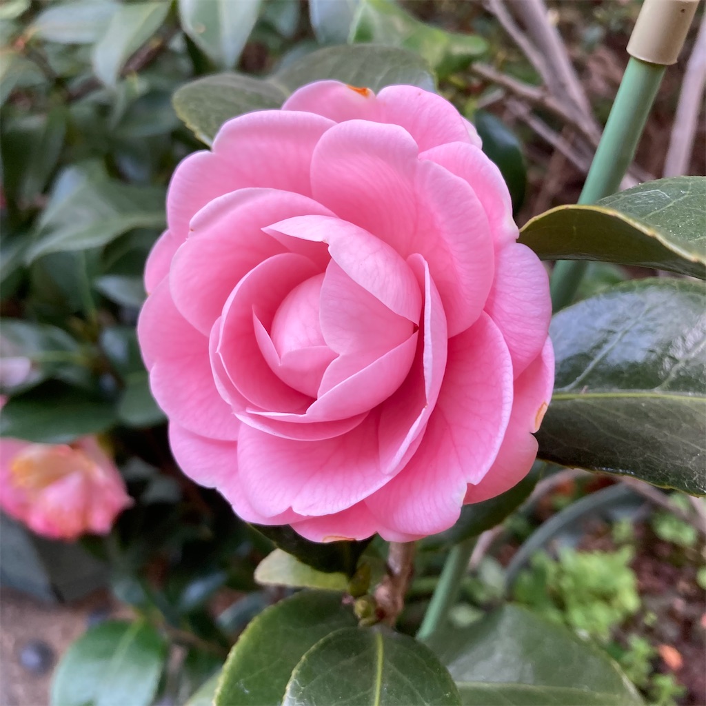 f:id:rotling:20220311203752j:image