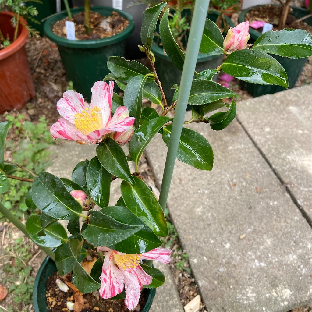 f:id:rotling:20220312092352j:image