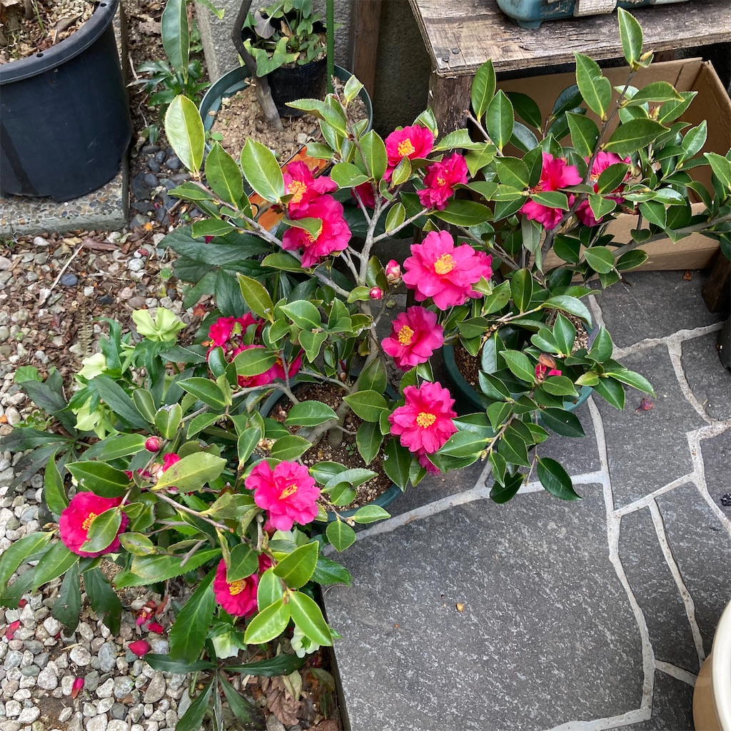 f:id:rotling:20220312153030j:image