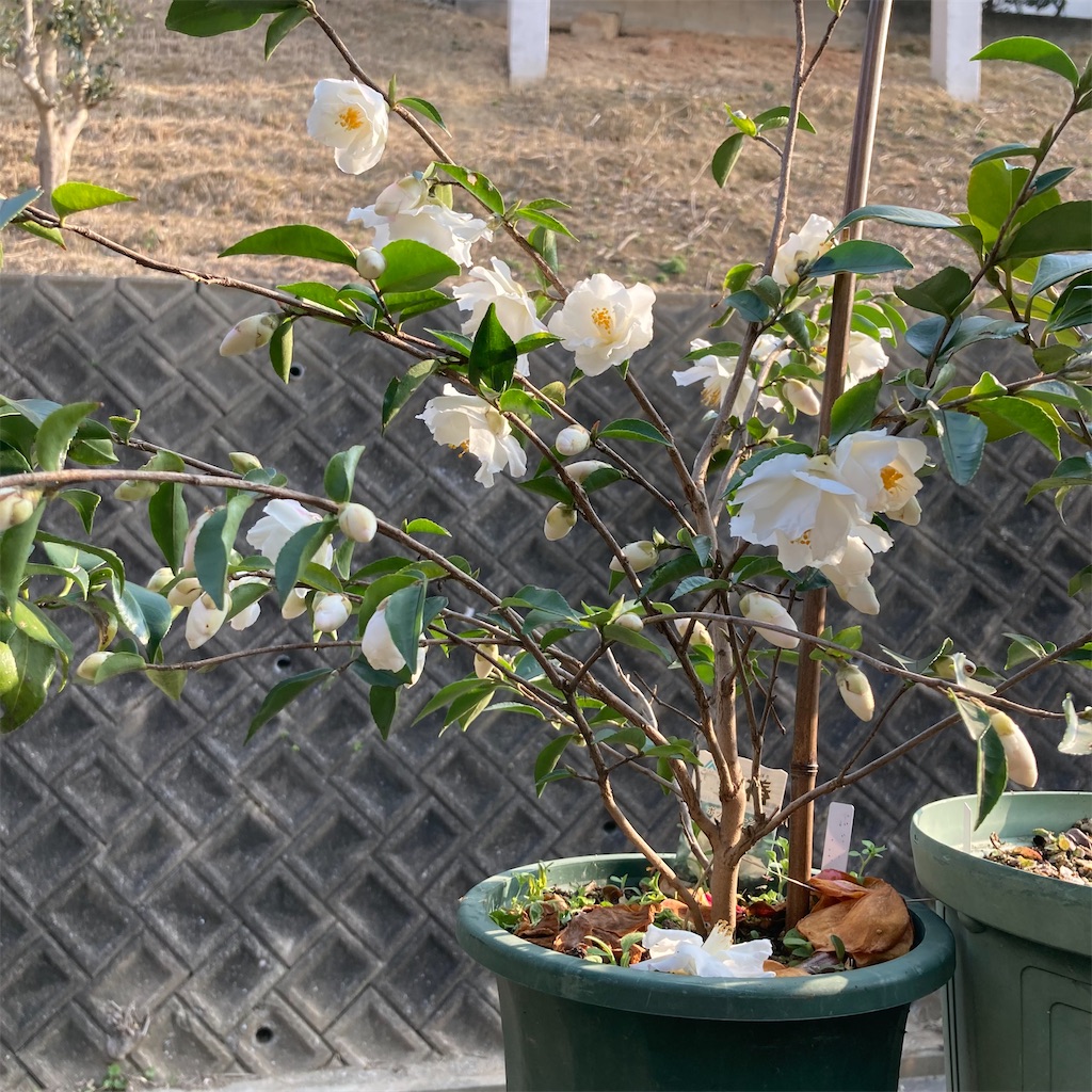 f:id:rotling:20220312163019j:image