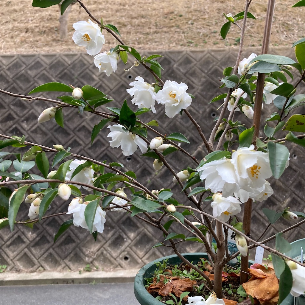 f:id:rotling:20220313090030j:image