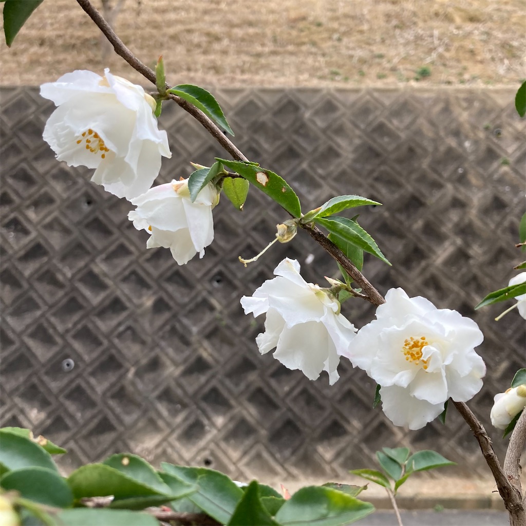 f:id:rotling:20220313090033j:image