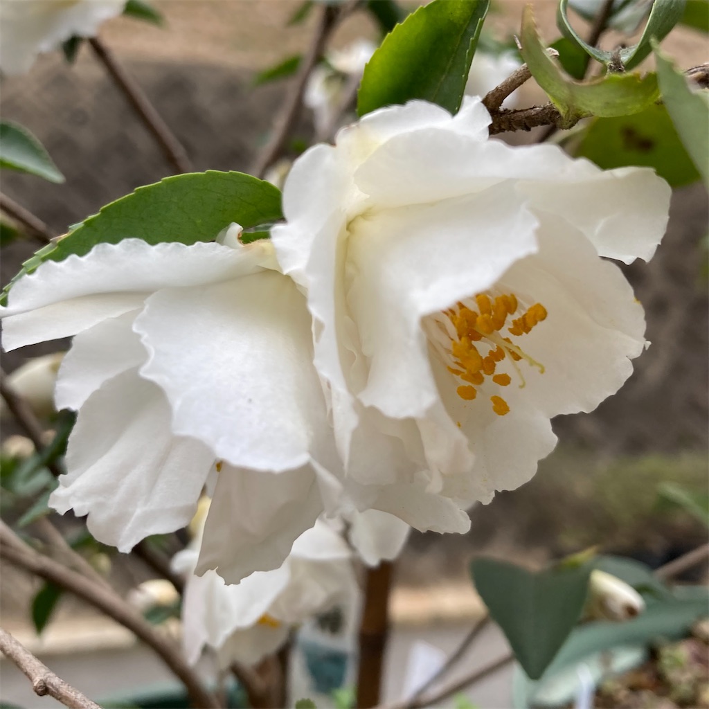 f:id:rotling:20220313090036j:image