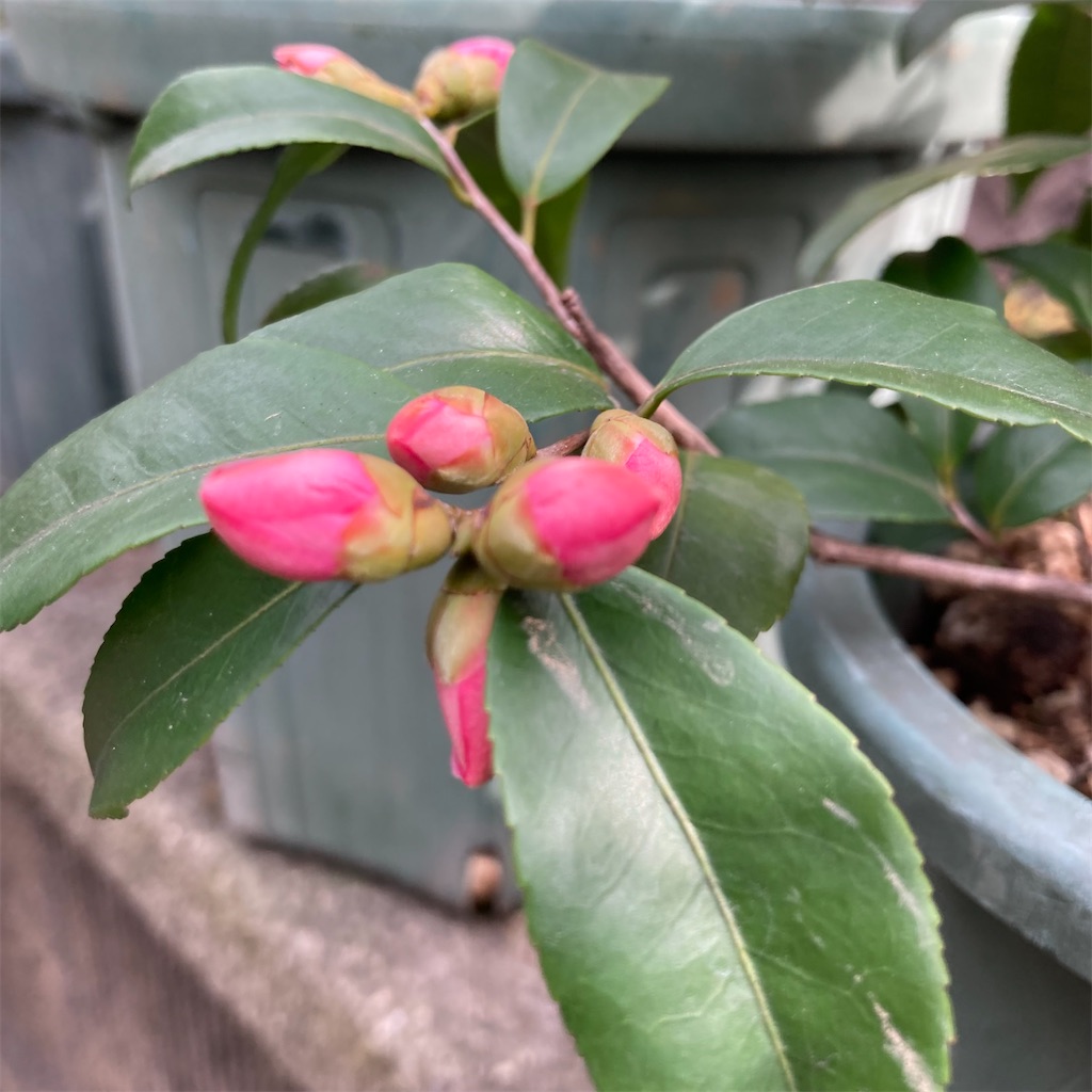 f:id:rotling:20220318092319j:image