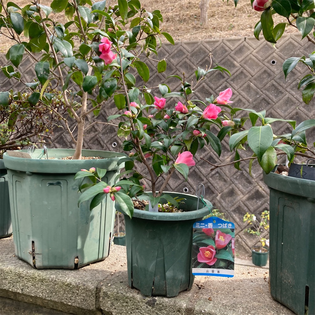 f:id:rotling:20220318092332j:image