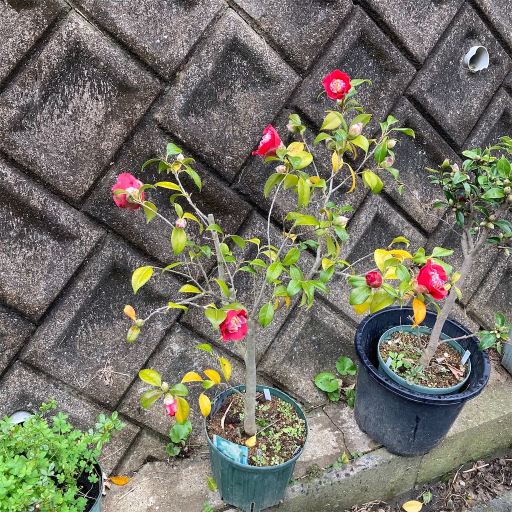 f:id:rotling:20220319111653j:image