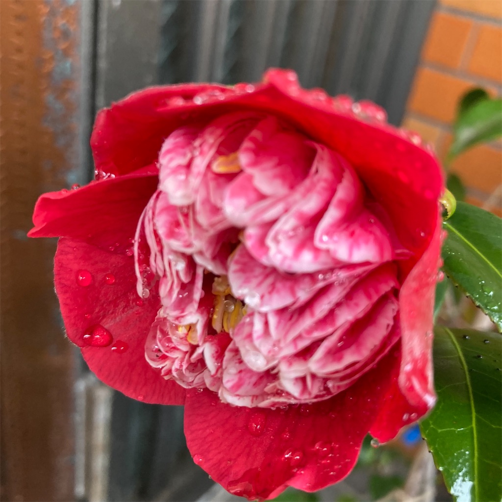 f:id:rotling:20220319111710j:image