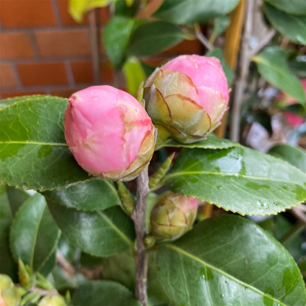 f:id:rotling:20220319135329j:image