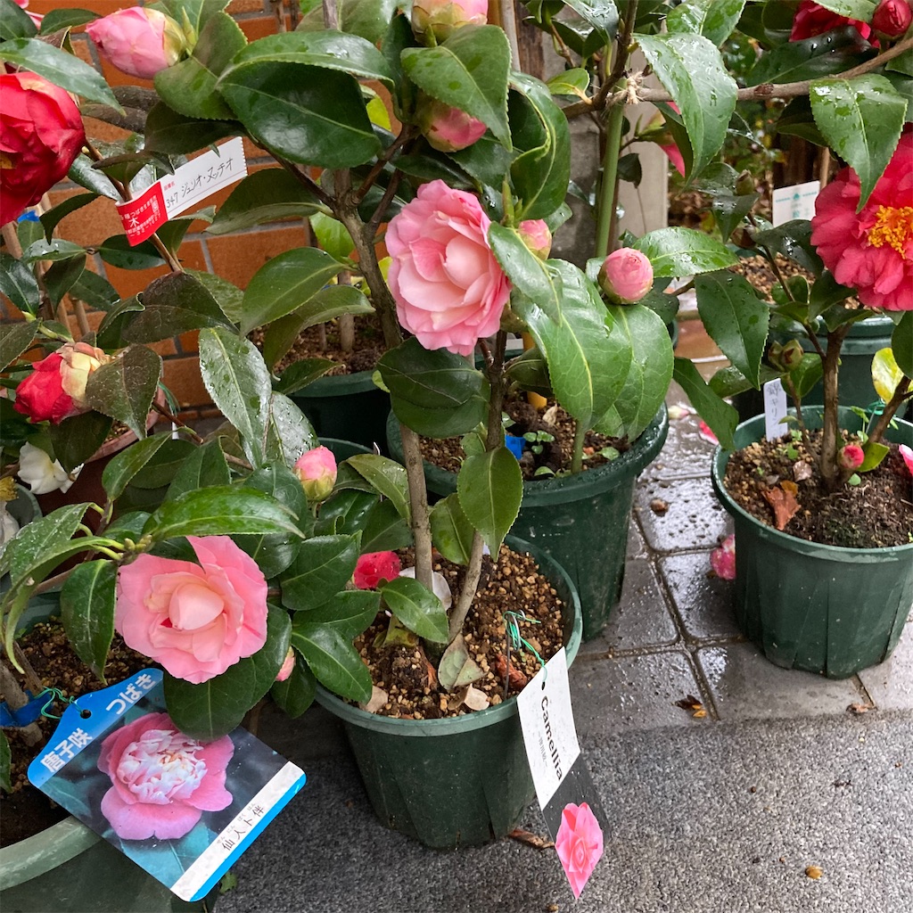 f:id:rotling:20220319135332j:image