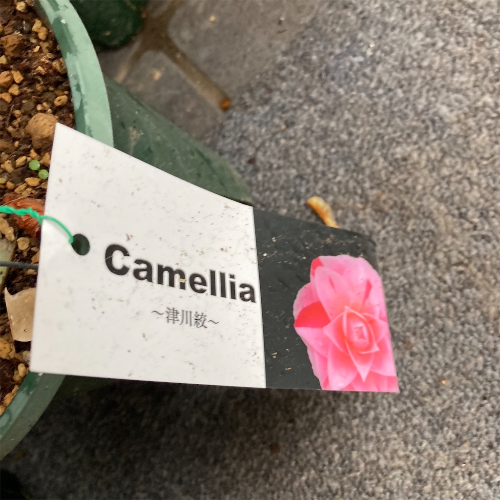 f:id:rotling:20220319135335j:image