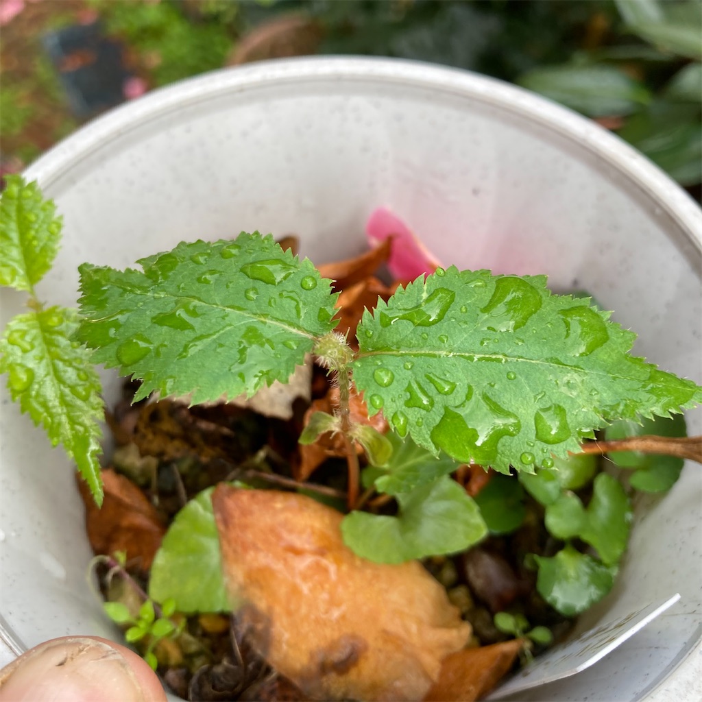 f:id:rotling:20220323165624j:image