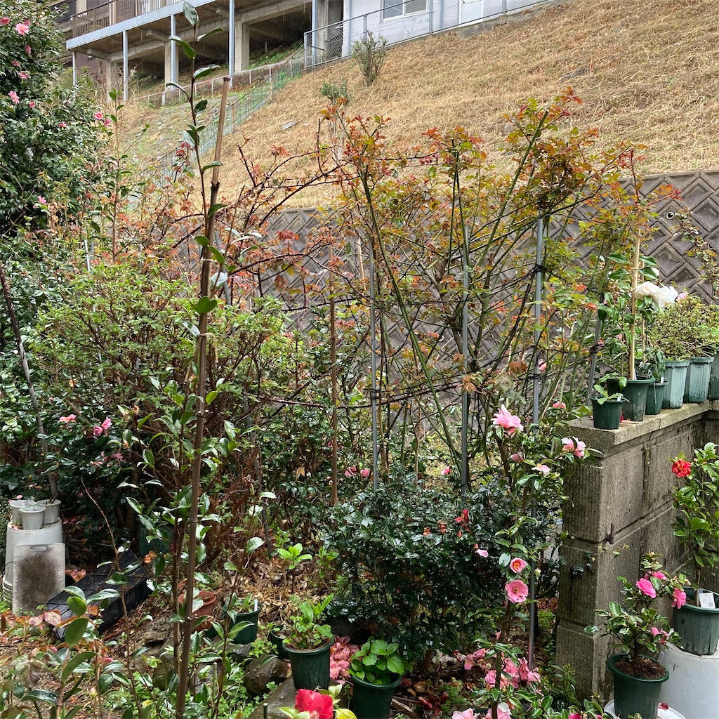 f:id:rotling:20220323185401j:image