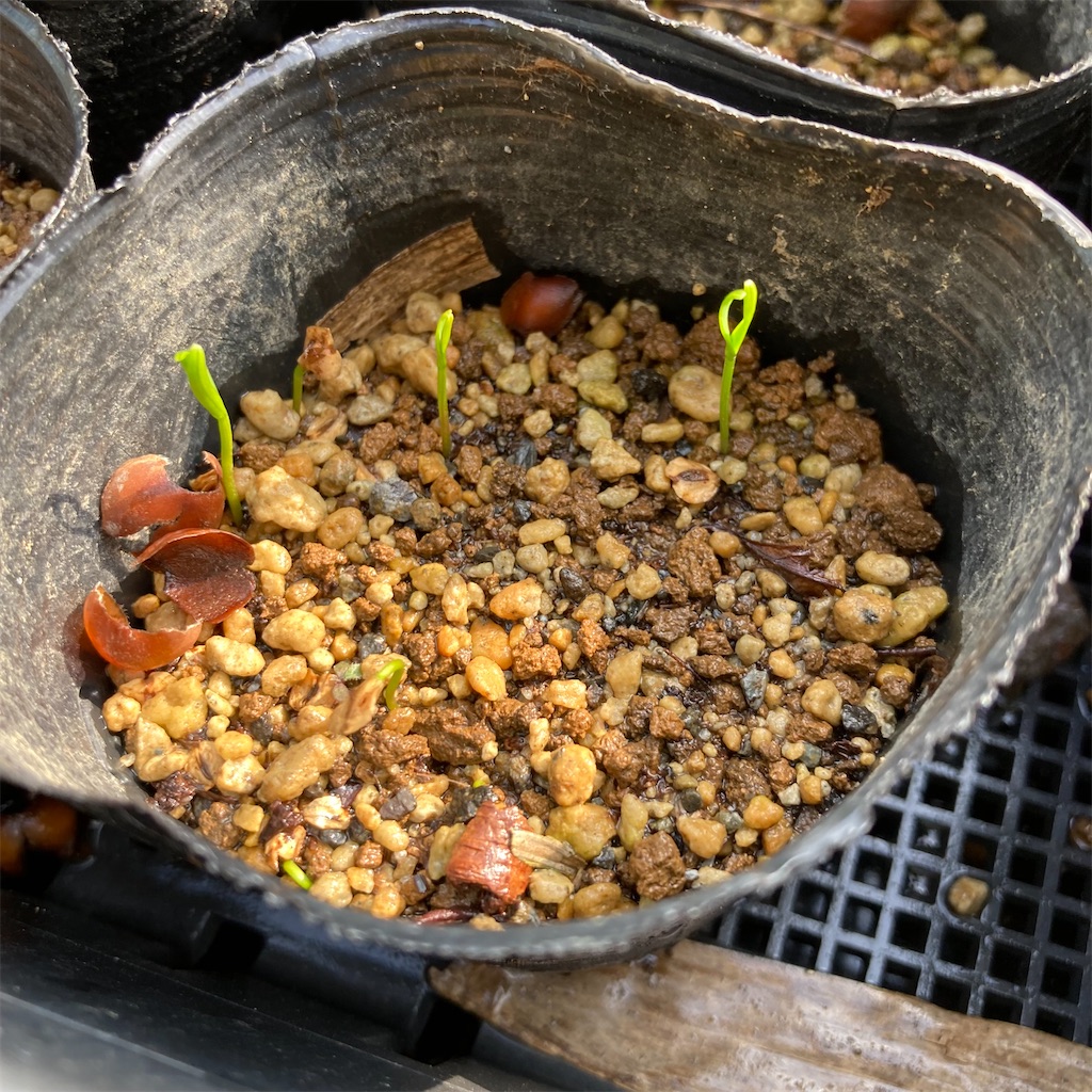 f:id:rotling:20220324095304j:image