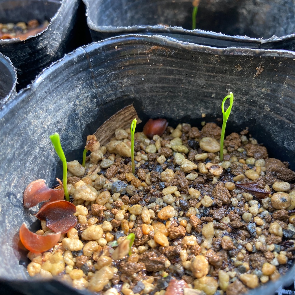 f:id:rotling:20220324095307j:image