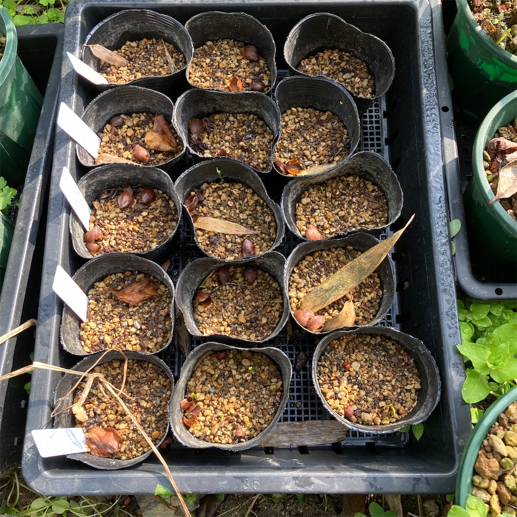 f:id:rotling:20220324095315j:image