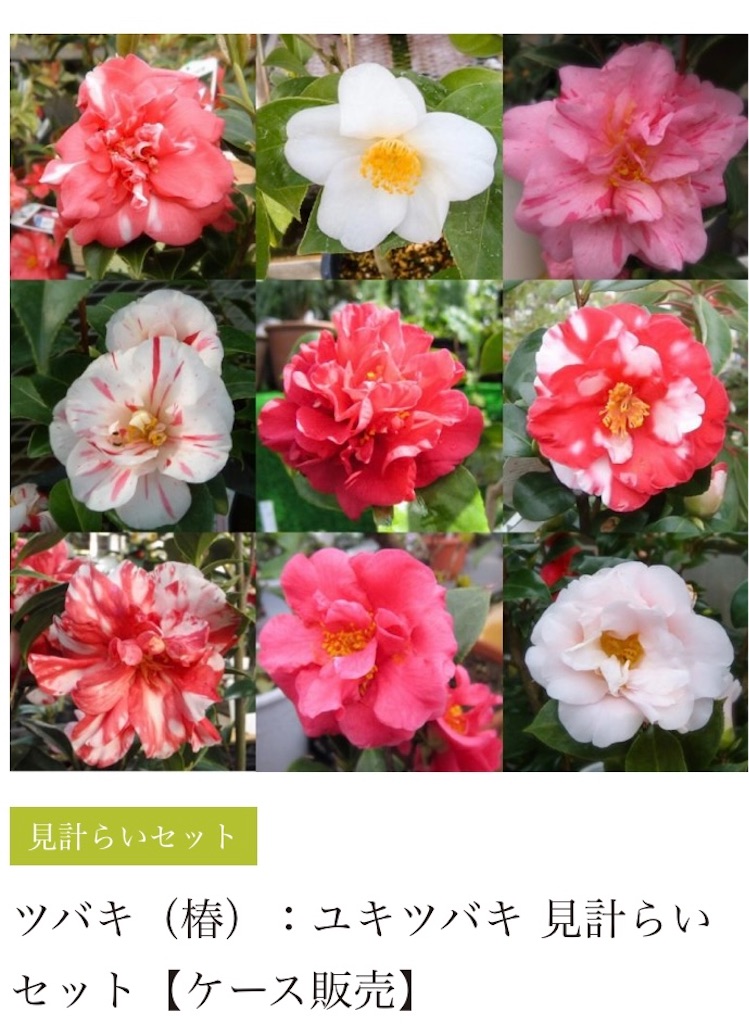 f:id:rotling:20220327173014j:image