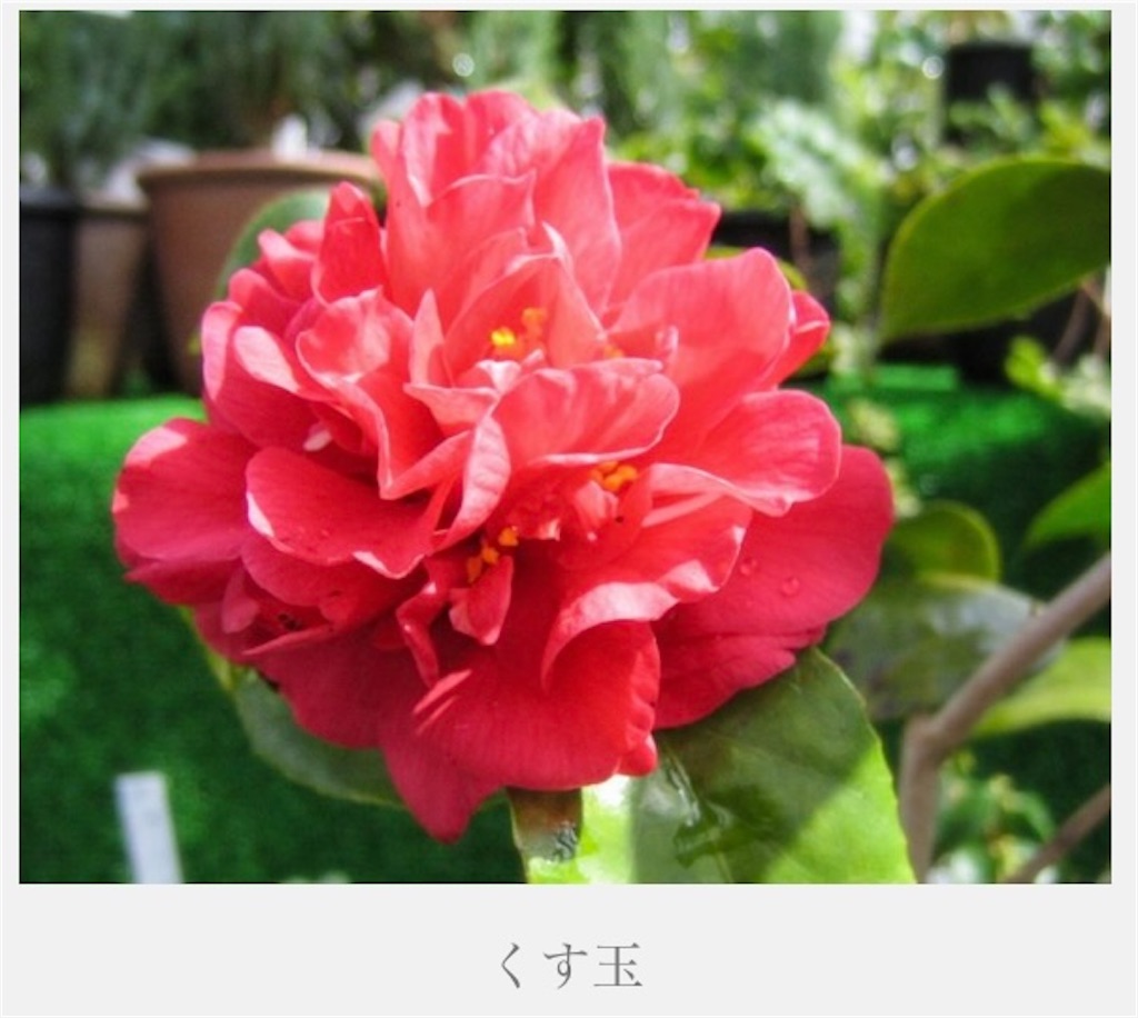 f:id:rotling:20220327173033j:image
