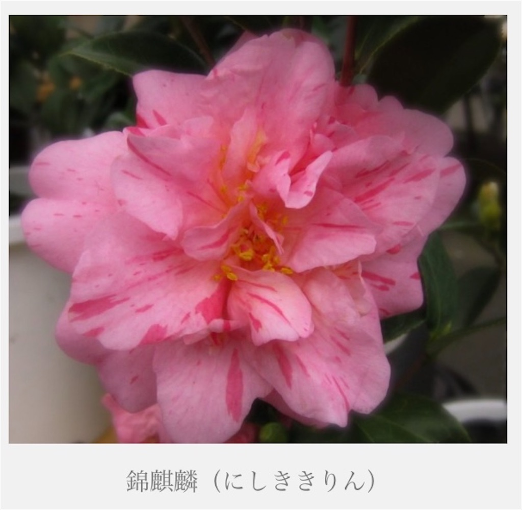 f:id:rotling:20220327173039j:image