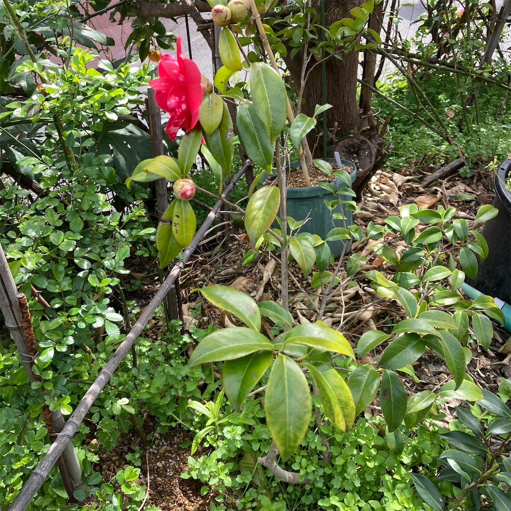 f:id:rotling:20220329130222j:image