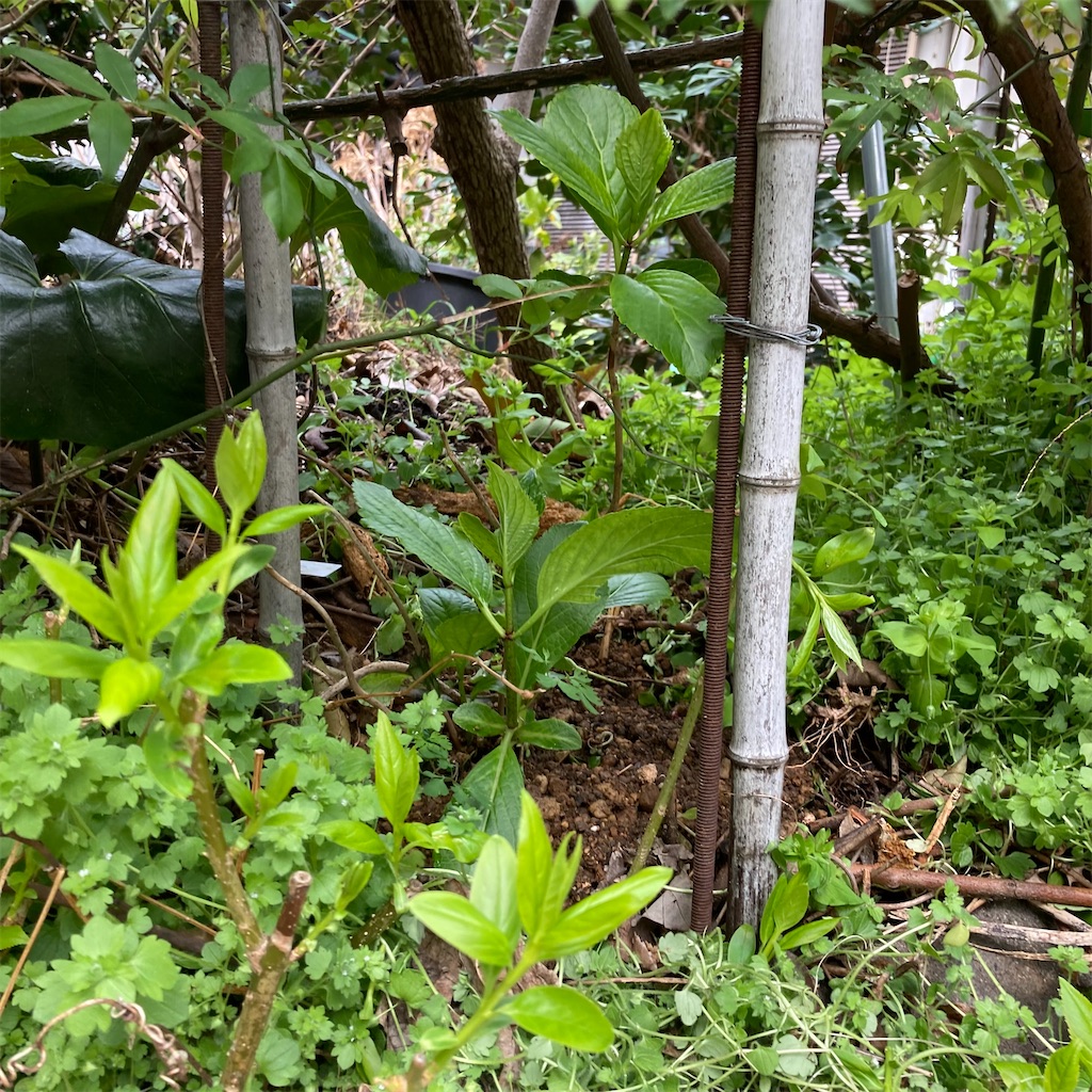 f:id:rotling:20220330103107j:image