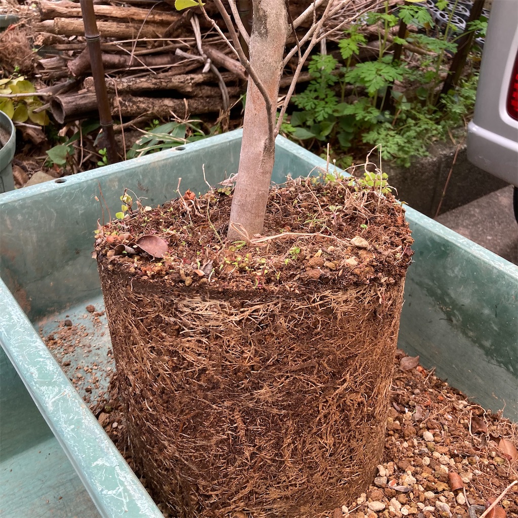 f:id:rotling:20220330123722j:image