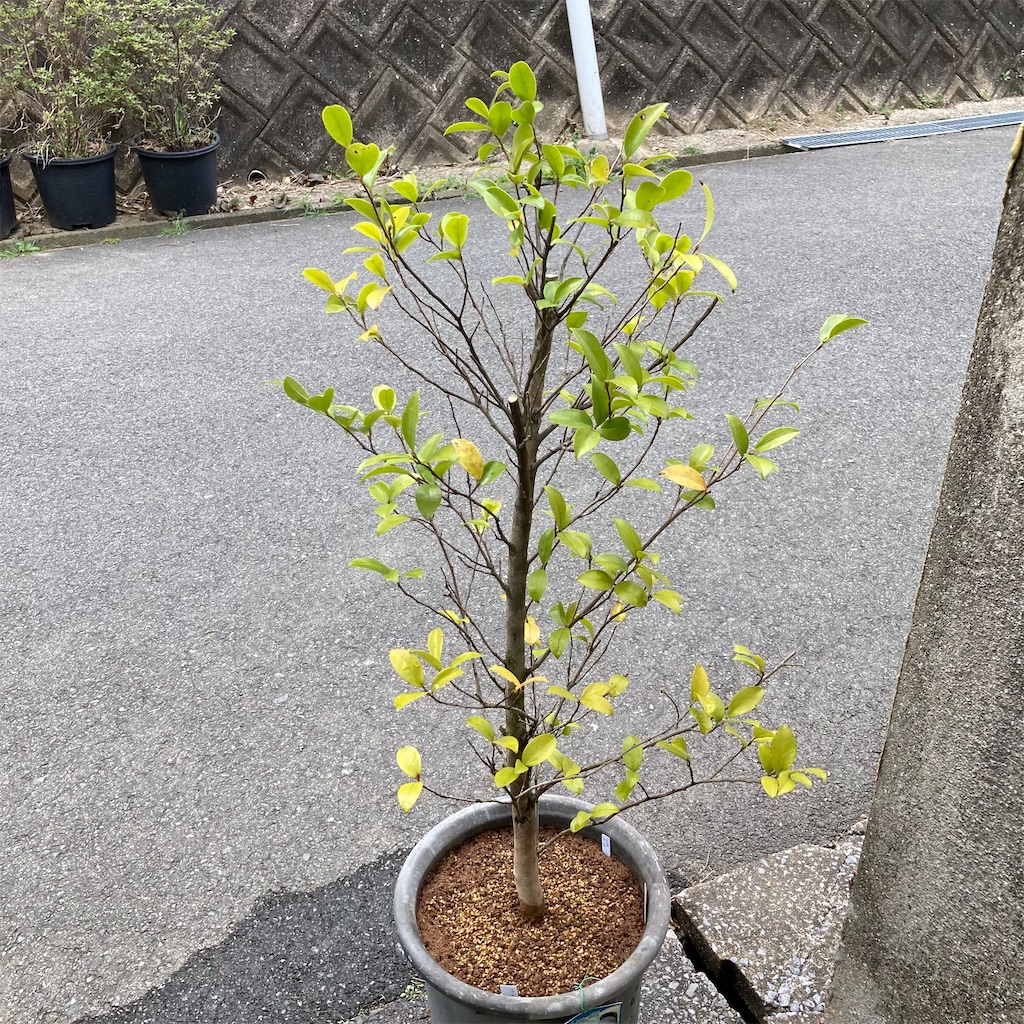 f:id:rotling:20220330123730j:image