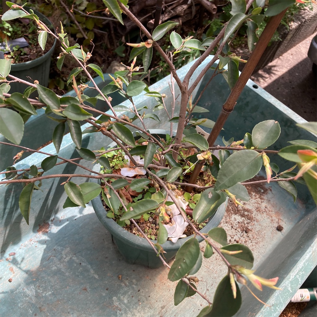 f:id:rotling:20220330124103j:image