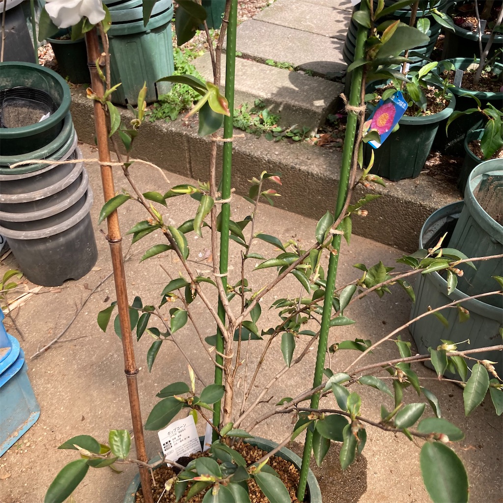 f:id:rotling:20220330124211j:image