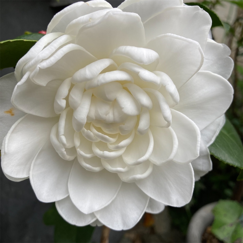 f:id:rotling:20220330141404j:image