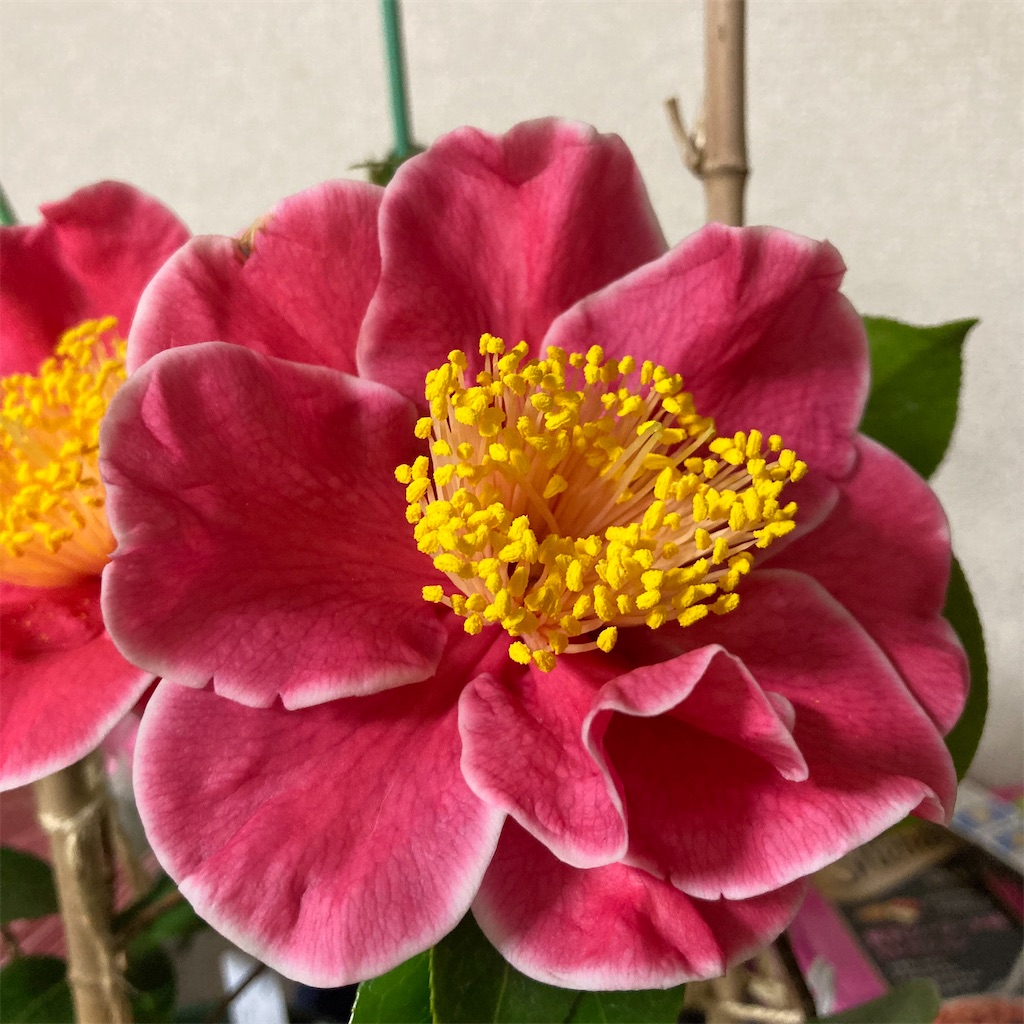 f:id:rotling:20220331071846j:image