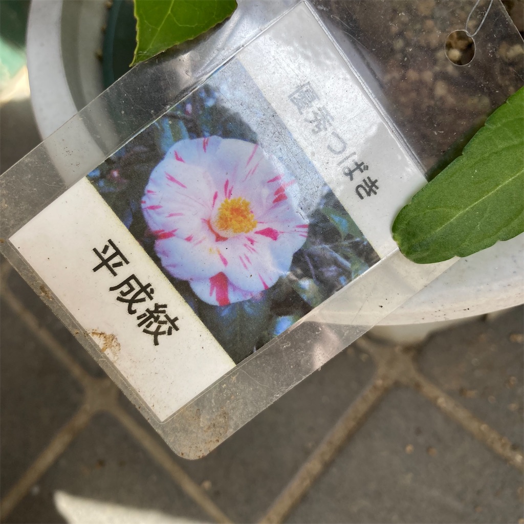 f:id:rotling:20220402085223j:image